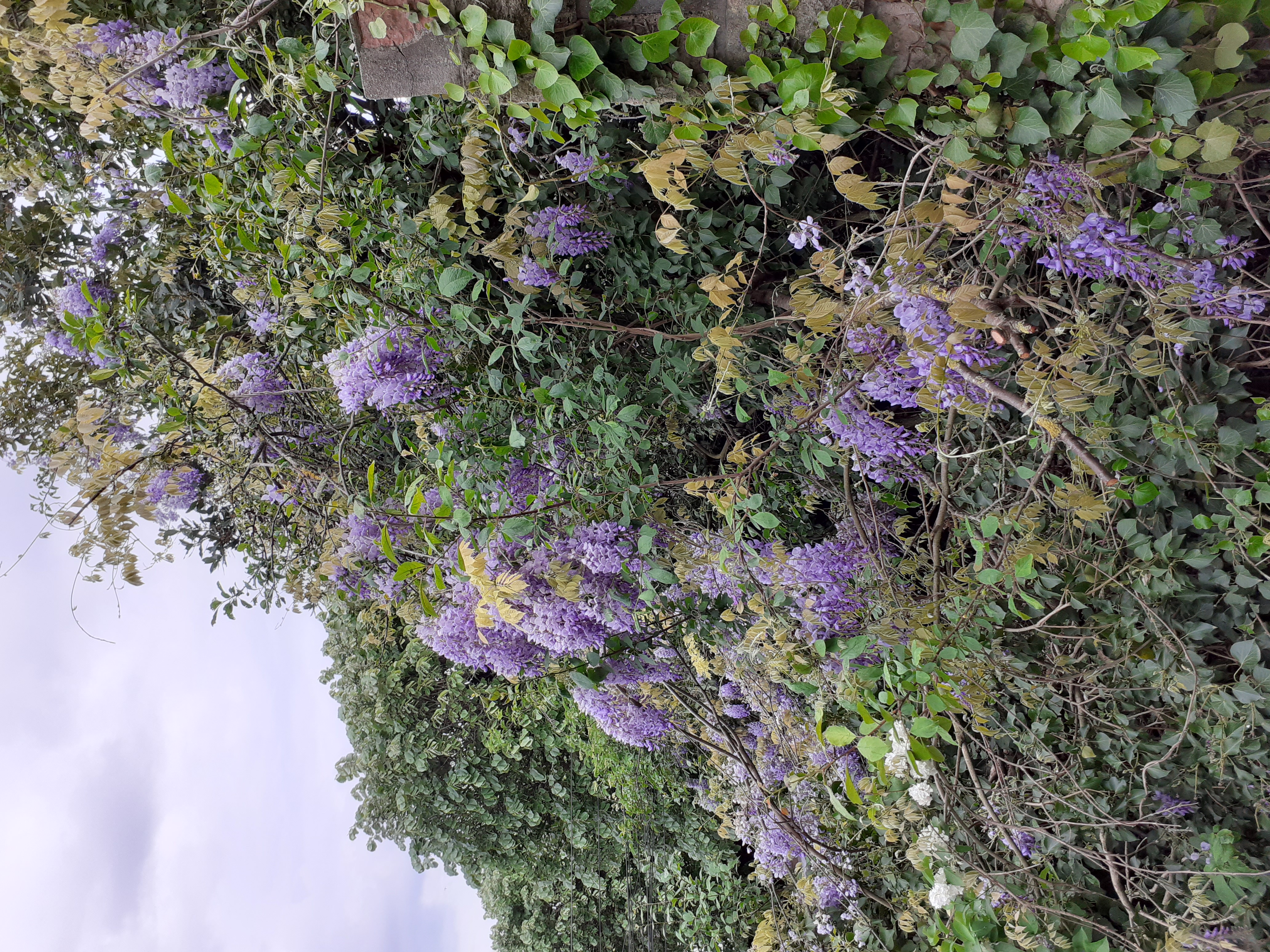 Glycine