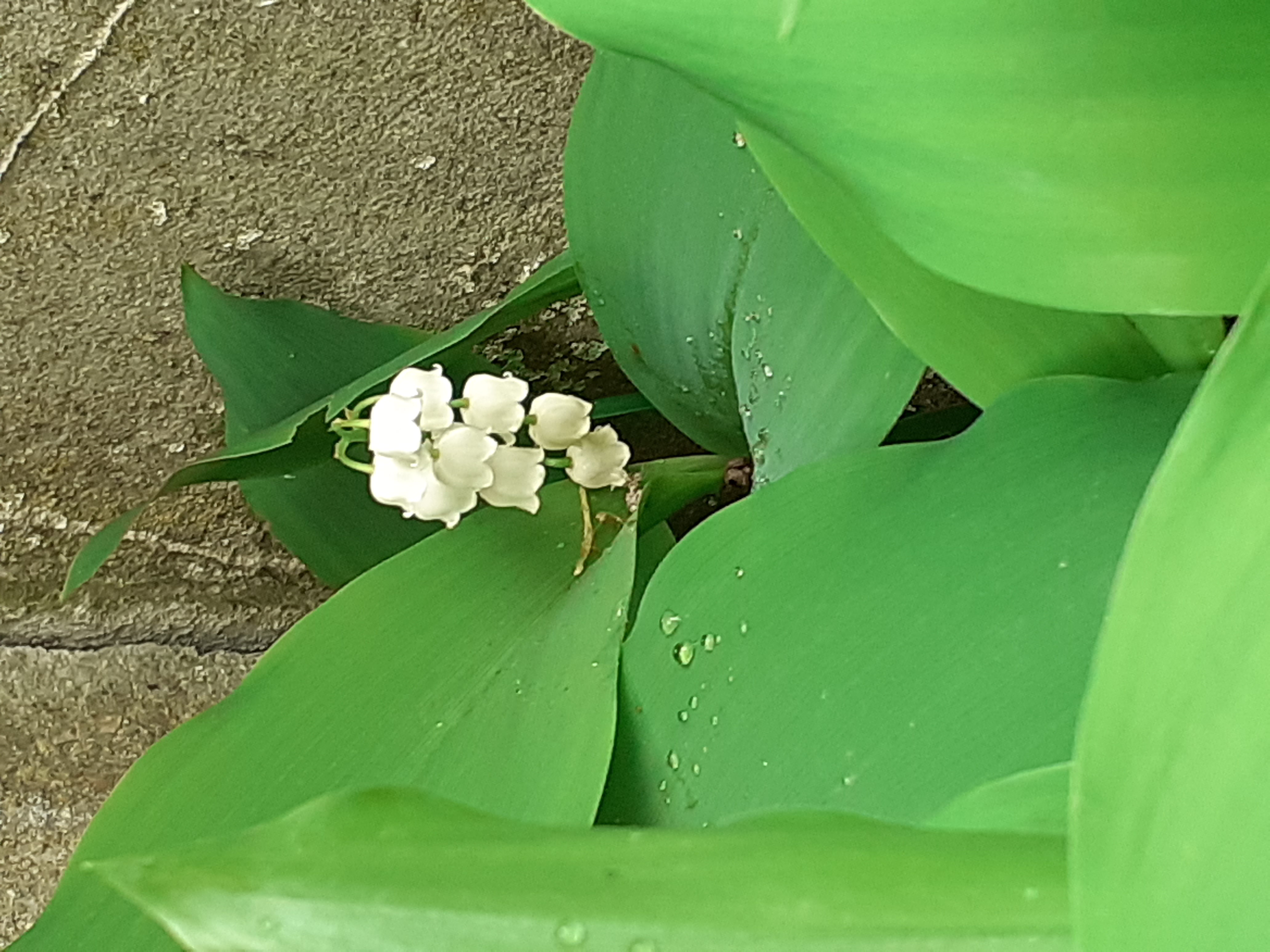 Muguet