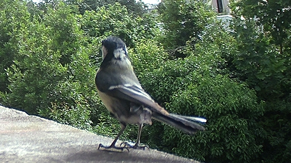 Mésange charbonnière